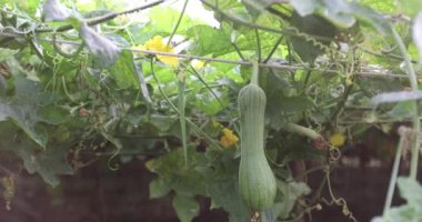 beautiful young plants growing in greenhouse