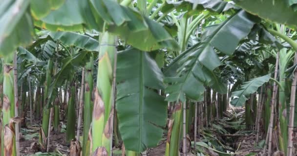 畑で育つバナナの木を間近に見ることができます — ストック動画