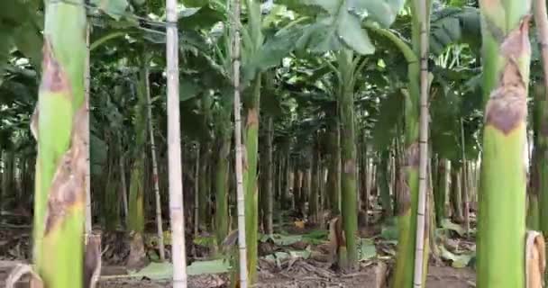 畑で育つバナナの木を間近に見ることができます — ストック動画