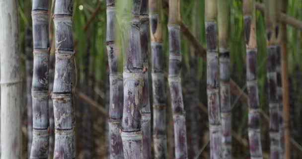 Plantes Canne Sucre Poussant Champ — Video