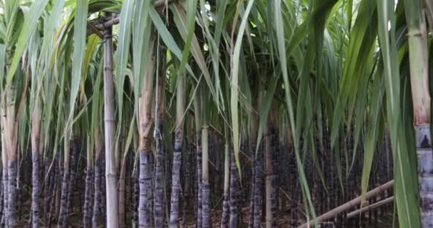 Sugarcane Plants Growing Field — Stock Video