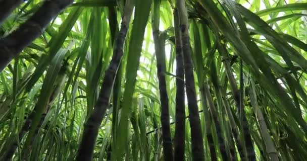 Tallos Bambú Verde Con Hojas — Vídeos de Stock