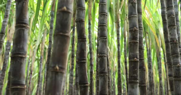 Zuckerrohrpflanzen Wachsen Auf Dem Feld — Stockvideo