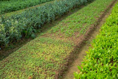 çeşitli meyve bitkiler büyüme sebze Garden
