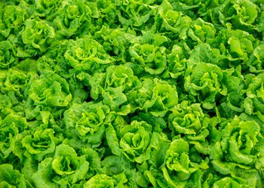 Sebze bahçesinde yeşil marul yetişiyor.