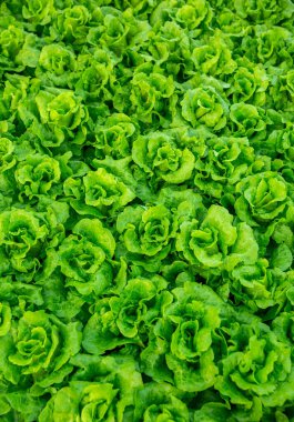 Sebze bahçesinde yeşil marul yetişiyor.