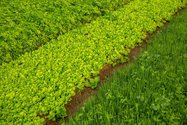 Verscheidenheid Van Groenteplanten Groei Moestuin — Stockfoto