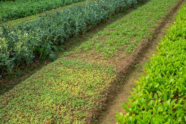 çeşitli meyve bitkiler büyüme sebze Garden