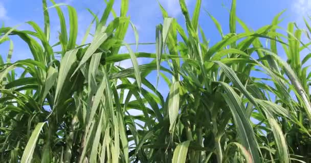 Sugarcane Plants Growing Sky — стоковое видео