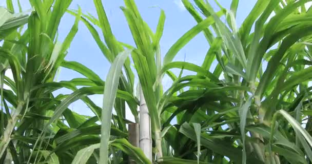Sugarcane Plants Growing Sky – Stock-video