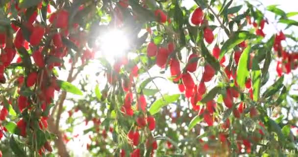 Fruits Plantes Baies Goji Dans Champ Ensoleillé — Video