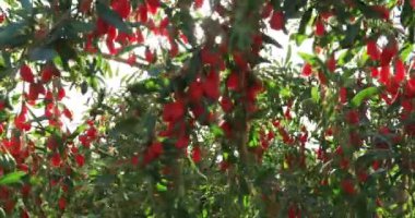 Goji meyveleri ve gün ışığı tarlasında bitkiler