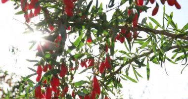Goji meyveleri ve gün ışığı tarlasında bitkiler