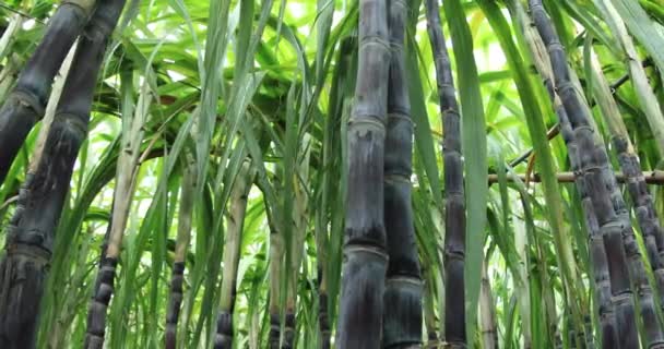 Plantas Cana Açúcar Crescendo Sob Céu — Vídeo de Stock