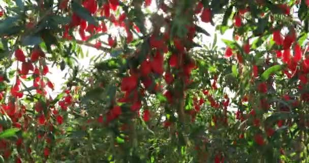 太陽の下でのゴジベリーの果実と植物 — ストック動画