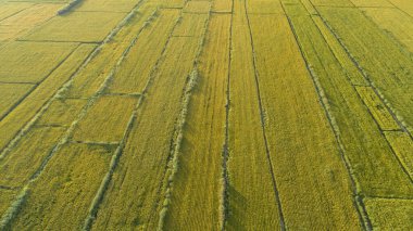Dron pirinç alanından havadan görünümü