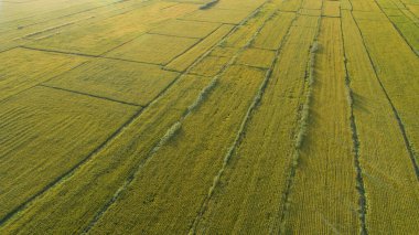 Dron pirinç alanından havadan görünümü