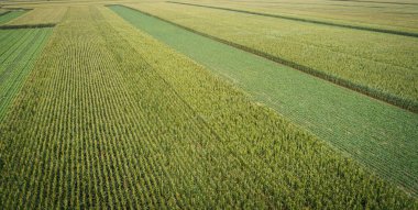 Aerial view of green chinese cabbage and maize field from drone