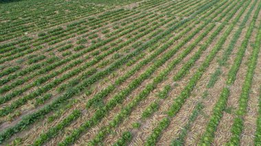 Aerial view of green chinese cabbage field from drone