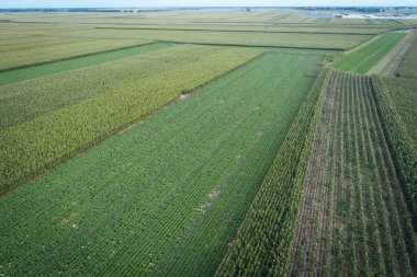 Aerial view of the maize and chinese cabbage field from drone