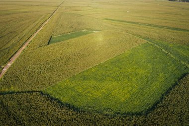 Dron Mısır ve soya alanından havadan görünümü