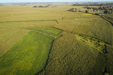 Dron Mısır ve soya alanından havadan görünümü