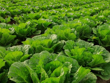 alan büyüyen Çin lahanası bitkileri