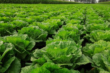 alan büyüyen Çin lahanası bitkileri