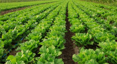 alan büyüyen Çin lahanası bitkileri