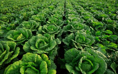 alan büyüyen Çin lahanası bitkileri