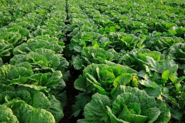 alan büyüyen Çin lahanası bitkileri