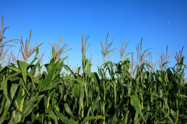 Green maize crop in growth at farm