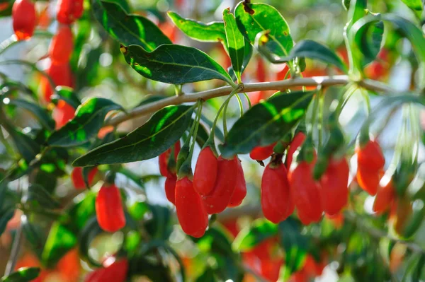 Goji Beeren Früchte Und Pflanzen Sonnenfeld — Stockfoto