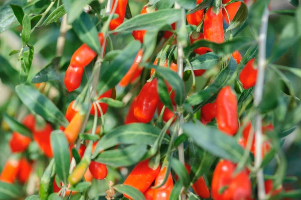 Frutti Bacca Goji Piante Campo Sole — Foto Stock