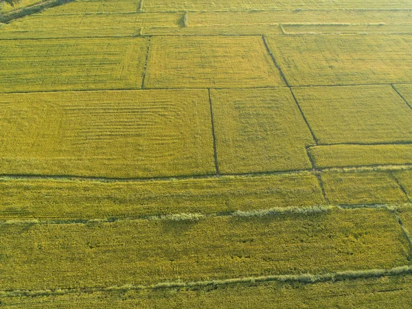 Luftaufnahme Des Reisfeldes Von Einer Drohne Aus — Stockfoto