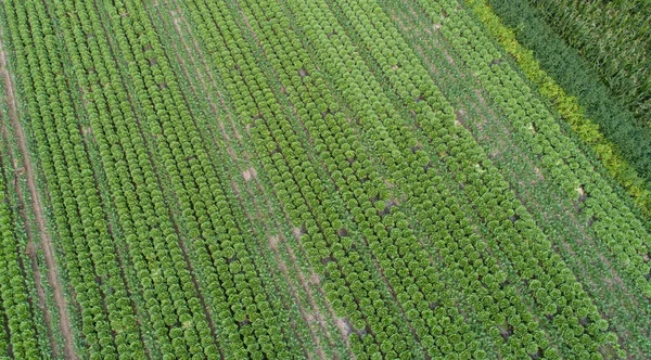 Aerial View Green Chinese Cabbage Field Drone — Zdjęcie stockowe