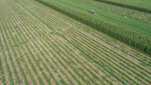 Aerial View Green Chinese Cabbage Field Drone — Stockfoto