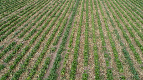 Luftaufnahme Des Grünen Landwirtschaftlichen Feldes Von Der Drohne — Stockfoto