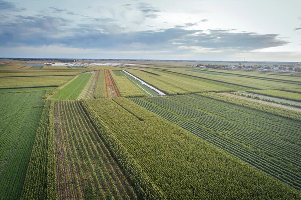 Aerial View Maize Soybean Field Drone — Stock Photo, Image