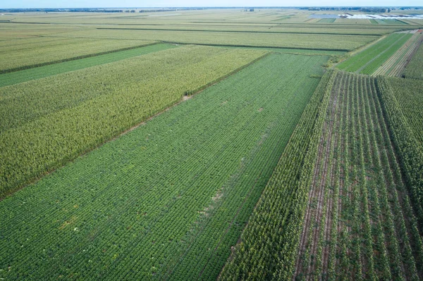 Aerial View Maize Chinese Cabbage Field Drone — Stockfoto