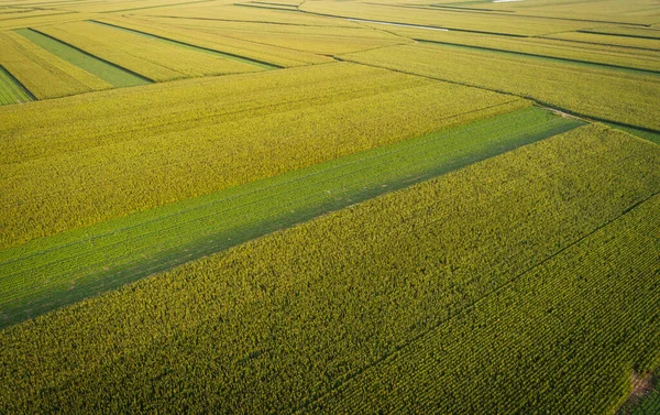Aerial View Maize Soybean Field Drone — Stock Photo, Image