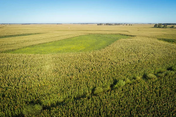 Luftaufnahme Des Mais Und Sojabohnenfeldes Aus Der Drohne — Stockfoto