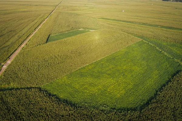 Luftaufnahme Des Mais Und Sojabohnenfeldes Aus Der Drohne — Stockfoto