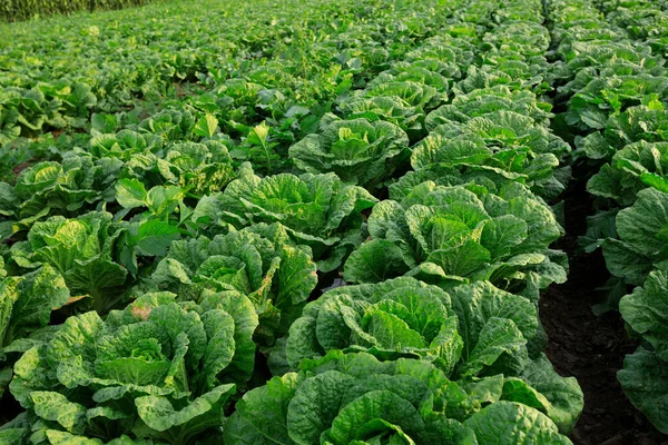 Chinese Kool Gewassen Groeien Veld — Stockfoto