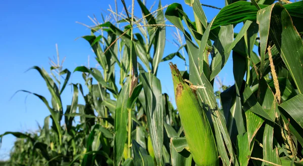 Green Maize Crop Growth Farm — Stockfoto