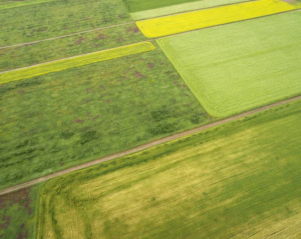 Widok Lotu Ptaka Żółte Kwiaty Kwitnące Jeziorze Qinghai Jeziora Chiny — Zdjęcie stockowe