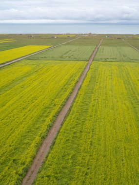 Çin 'deki Qinghai Gölü' nün göl kenarında açan sarı Cole çiçeklerinin hava manzarası.