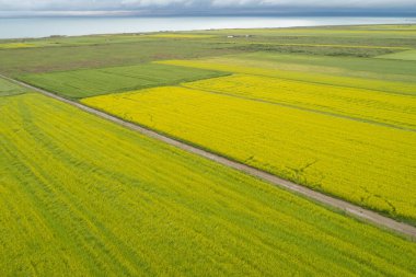 Çin 'deki Qinghai Gölü' nün göl kenarında açan sarı Cole çiçeklerinin hava manzarası.