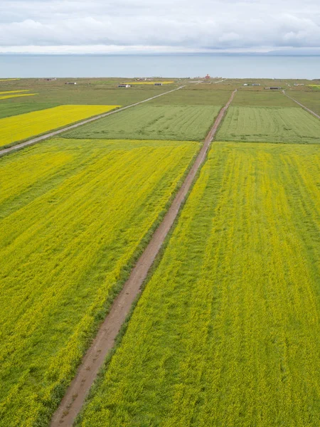 Luftaufnahme Der Gelben Cole Flowers Blüht Ufer Des Qinghai Sees — Stockfoto