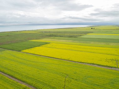 Çin 'deki Qinghai Gölü' nün göl kenarında açan sarı Cole çiçeklerinin hava manzarası.